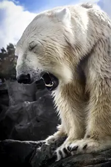 Images Dated 3rd October 2014: Tired Bear Print