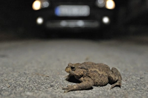 Toad migration, Common Toad -Bufo bufo- on the street in front of a car Toad migration, Common Toad -Bufo bufo- on the street in front of a car