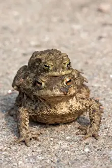 Common Toad Migration Print - Bufo bufo