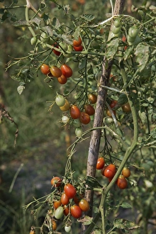 Tomato plantation, pink Thai egg plum tomatoes, Chiang Mai, Chiang Mai Province, Thailand Tomato plantation, pink Thai egg plum tomatoes, Chiang Mai, Chiang Mai Province, Thailand