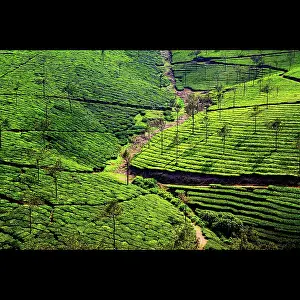 Tons of Tea Hillside Print