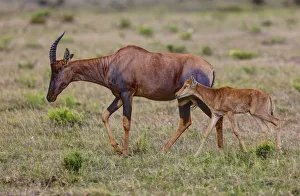 Topi Antelope -Damaliscus lunatus- with young, Masai Mara National Reserve, Kenya, East Africa, Africa, PublicGround Topi Antelope -Damaliscus lunatus- with young, Masai Mara National Reserve, Kenya, East Africa, Africa, PublicGround