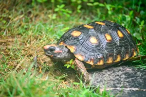 Yellow-footed Tortoise Print