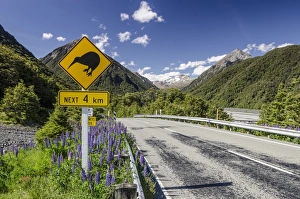 Traffic sign warning of kiwis on the next four kilometres of the country road Traffic sign warning of kiwis on the next four kilometres of the country road