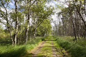 Trail through the Ribnitzer Great Moor Nature Reserve, Ribnitz Damgarten Trail through the Ribnitzer Great Moor Nature Reserve, Ribnitz Damgarten