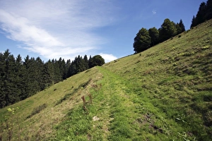 Trail on a steep slope at Rottecksattel in the Black Forest, Baden-Wuerttemberg, Germany Trail on a steep slope at Rottecksattel in the Black Forest, Baden-Wuerttemberg, Germany
