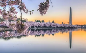 Prints of Cherry blossom sunrise with Washington Monument over Tidal Basin, Washington DC, USA Travel Imagery Prints: Cherry Blossom Sunrise Print over Tidal Basin, Washington DC