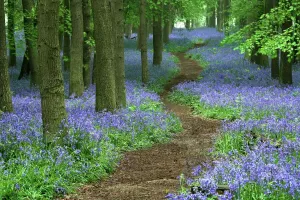 Prints of Path through bluebell (Hyacinthoides non-scripta) forest, Ashridge, Hertfordshire, England Hertfordshire Prints: Bluebell Forest Print, Ashridge Estate, Hertfordshire