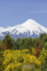Mountain Prints: Osorno Volcano Print with Embothrium coccineum