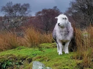 Prints of A Herdwick sheep native to Cumbria and the Lake District in its environment Cumbria Prints: Herdwick Sheep Print: Lake District Landscape