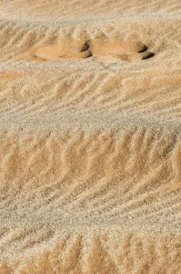 Namib Desert Print: Close-Up of a Sossusvlei Footprint