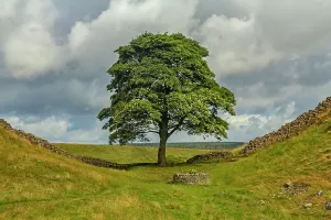 Prints of Hadrian's Wall was a defensive fortification in Roman Britain. The Sycamore Gap Tree also called Robin Hood Tree is a sycamore tree standing next to the Wall near Crag Lough in Northumberland Northumberland Prints: Hadrian's Wall Sycamore Gap Tree Print, Northumberland UK