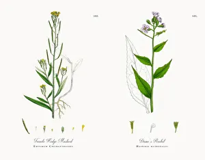 Treacle Hedge Mustard, Erysimum Cheiranthoides, Victorian Botanical Illustration, 1863 Treacle Hedge Mustard, Erysimum Cheiranthoides, Victorian Botanical Illustration, 1863