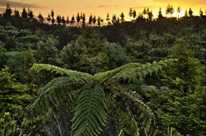 Tree ferns -Cyatheales-, subtropical vegetation, New Zealand Tree ferns -Cyatheales-, subtropical vegetation, New Zealand