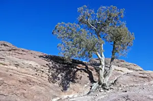 Jordan Desert Landscape Prints: Tree Gazing
