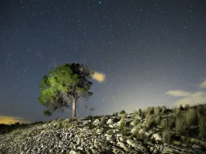 Tree on the top of a hill of landscape my arid one a night of sky with stars Tree on the top of a hill of landscape my arid one a night of sky with stars