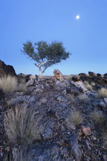 Tree on a hill sunrise with the moon still high in the sky, Augrabies National Park, South Africa Tree on a hill sunrise with the moon still high in the sky, Augrabies National Park, South Africa