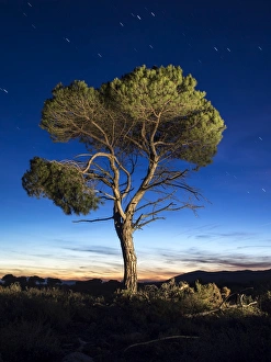 An alone tree in the mountain to the late afternoo An alone tree in the mountain to the late afternoo