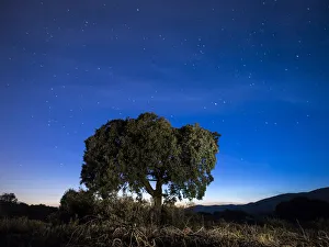 Tree, (oak) isolated in the top of a mountain to the dusk with crepuscular light Tree, (oak) isolated in the top of a mountain to the dusk with crepuscular light