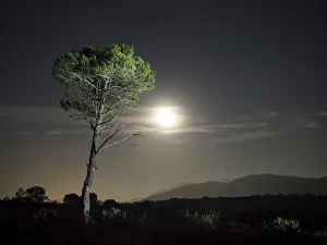 Tree of pine, in the plain of a mountain illuminated by the full moon Tree of pine, in the plain of a mountain illuminated by the full moon