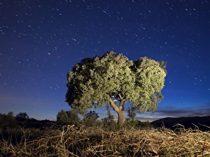 Tree under the stars to the late afternoon Tree under the stars to the late afternoon