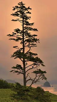 Tree against sunset, Newport, Oregon Coast, Oregon, USA Tree against sunset, Newport, Oregon Coast, Oregon, USA