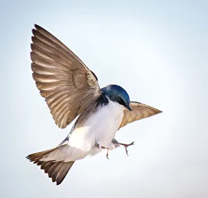 Tree Swallow Dramatic Landing Action at Jones Beach, Long Island Tree Swallow Dramatic Landing Action at Jones Beach, Long Island