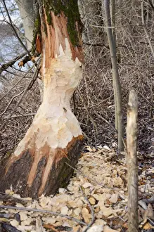 Deciduous Tree Damage Prints: Tree trunk gnawed by a beaver in a riverside forest