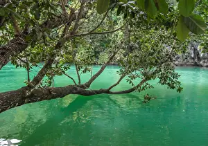Tree Reflection In Water Prints: Tree at the Underground river