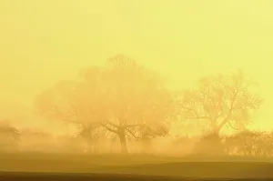 Trees in fog at sunrise, Rheinberg, Lower Rhine region, North Rhine-Westphalia, Germany Trees in fog at sunrise, Rheinberg, Lower Rhine region, North Rhine-Westphalia, Germany