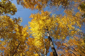 Trees in a forest, Sugar Maple -Acer saccharum-, yellow foliage in autumn, Indian Summer Trees in a forest, Sugar Maple -Acer saccharum-, yellow foliage in autumn, Indian Summer