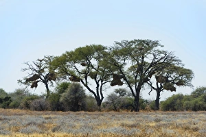 Trees with nesting colony of the Sociable Weaver -Philetairus socius Trees with nesting colony of the Sociable Weaver -Philetairus socius