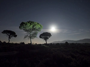 Trees of pines, in the plain of a mountain illuminated by the full moon Trees of pines, in the plain of a mountain illuminated by the full moon