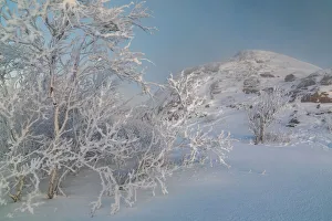 Trees in a strong winter frost on the seashore Trees in a strong winter frost on the seashore