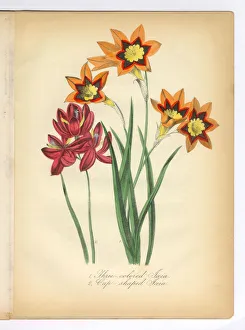 Tri-Colored and Cup-Shaped Ixia Victorian Botanical Illustration Tri-Colored and Cup-Shaped Ixia Victorian Botanical Illustration