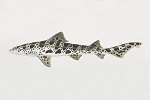 Triakis semifasciata, Leopard Shark, side view Triakis semifasciata, Leopard Shark, side view