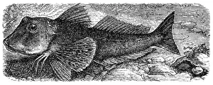 Trigla Hirundo (Chelidonichthys Lucernus) Trigla Hirundo (Chelidonichthys Lucernus)