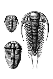 Science art/paleontology art illustrations/trilobite paradoxides Science art/paleontology art illustrations/trilobite paradoxides
