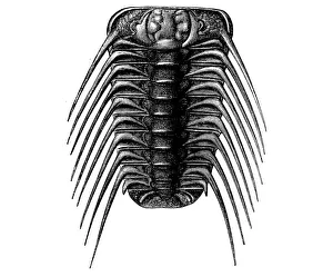 Trilobites Acidaspis buchi from the Silurian era Trilobites Acidaspis buchi from the Silurian era