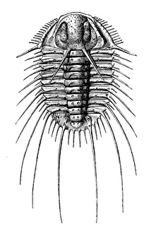 Famous influential people/trilobites acidaspis dufrenoyi silurian era Famous influential people/trilobites acidaspis dufrenoyi silurian era