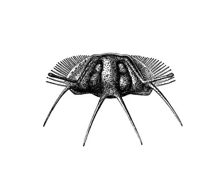 Trilobites Acidaspis mina from the Silurian era Trilobites Acidaspis mina from the Silurian era