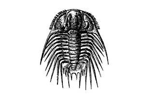 Trilobites acidaspis roemeri from the Silurian era Trilobites acidaspis roemeri from the Silurian era