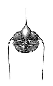 Trilobites Ampyx Ruaulti from the Silurian era Trilobites Ampyx Ruaulti from the Silurian era