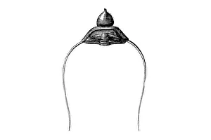 Trilobites Ampyx Tenellus from the Silurian era Trilobites Ampyx Tenellus from the Silurian era