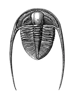 Trilobites Dionide Formosa from the Silurian era Trilobites Dionide Formosa from the Silurian era