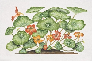 Tropaeolum majus, Nasturtium or Indian Cress, flowering plant Tropaeolum majus, Nasturtium or Indian Cress, flowering plant