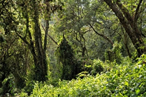 Tropical forest at Mti Mkubwa or Forest Camp (Lemosho trail), Kilimanjaro National Park Tropical forest at Mti Mkubwa or Forest Camp (Lemosho trail), Kilimanjaro National Park