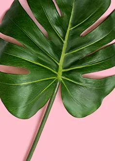 Tropical leaf monstera on pastel pink background Tropical leaf monstera on pastel pink background