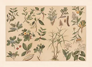 Tropical useful plants, chromolithograph, published in 1897 Tropical useful plants, chromolithograph, published in 1897