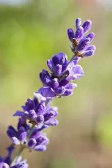 True Lavender -Lavandula angustifolia-, inflorescence, Saxony, Germany True Lavender -Lavandula angustifolia-, inflorescence, Saxony, Germany